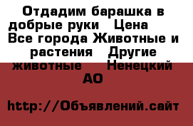 Отдадим барашка в добрые руки › Цена ­ 1 - Все города Животные и растения » Другие животные   . Ненецкий АО